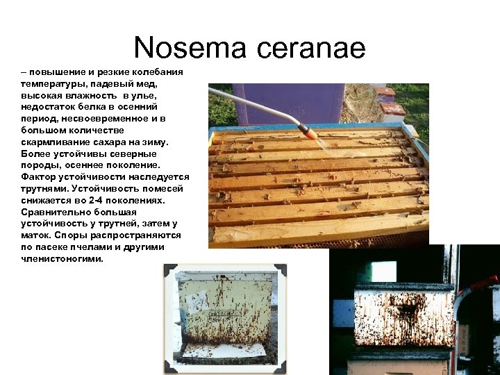 Nosema ceranae – повышение и резкие колебания температуры, падевый мед, высокая влажность в улье,