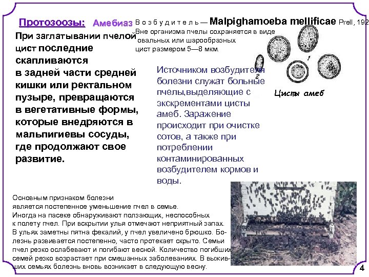 Протозоозы: Амебиаз В о з б у д и т е л ь —