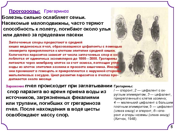 Протозоозы: Грегариноз Болезнь сильно ослабляет семьи. Насекомые малоподвижны, часто теряют способность к полету, погибают