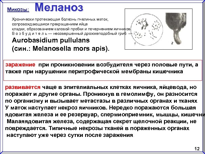 Микозы: Меланоз Хронически протекающая болезнь пчелиных маток, сопровождающаяся прекращением яйце кладки, образованием каловой пробки