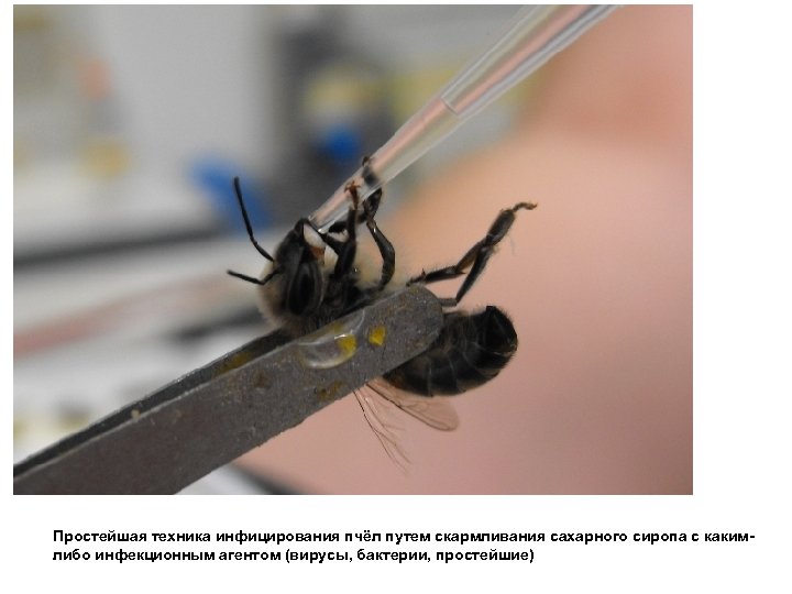 Простейшая техника инфицирования пчёл путем скармливания сахарного сиропа с какимлибо инфекционным агентом (вирусы, бактерии,