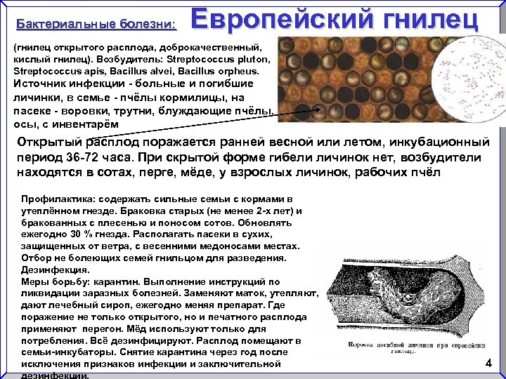 Бактериальные болезни: Европейский гнилец (гнилец открытого расплода, доброкачественный, кислый гнилец). Возбудитель: Streptococcus pluton, Streptococcus