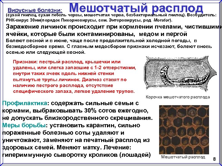 Вирусные болезни: Мешотчатый расплод (сухой гнилец, сухая гибель червы, мешотчатая черва, безбактериальный гнилец). Возбудитель: