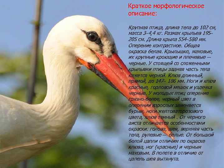 Краткое морфологическое описание: Крупная птица, длина тела до 102 см, масса 3– 4, 4