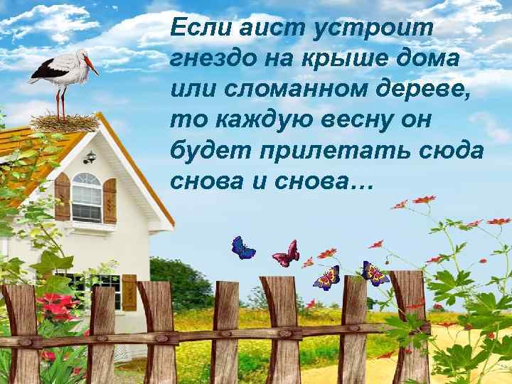 Если аист устроит гнездо на крыше дома или сломанном дереве, то каждую весну он