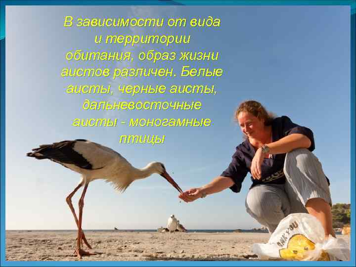 В зависимости от вида и территории обитания, образ жизни аистов различен. Белые аисты, черные