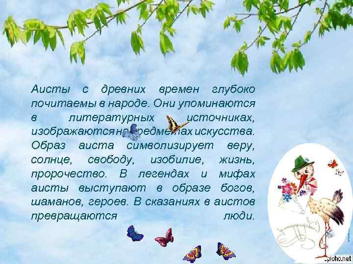 Аисты с древних времен глубоко почитаемы в народе. Они упоминаются в литературных источниках, изображаются
