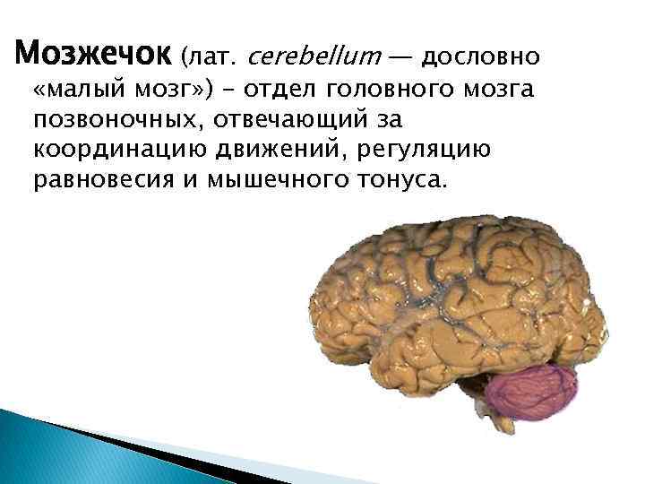 Мозжечок (лат. cerebellum — дословно «малый мозг» ) - отдел головного мозга позвоночных, отвечающий