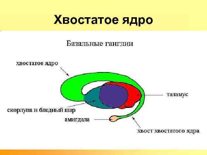 Хвостатое ядро 