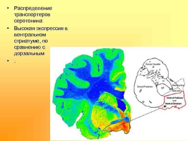  • Распределение транспортеров серотонина • Высокая экспрессия в вентральном стриатуме, по сравнению с