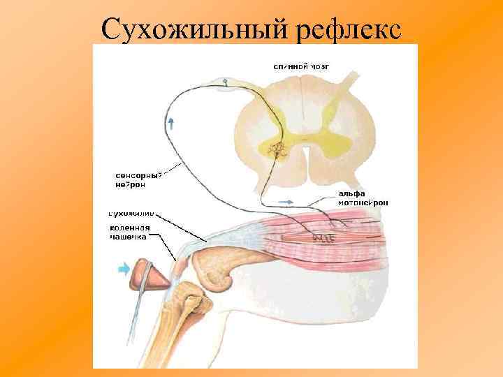 Сухожильный рефлекс 