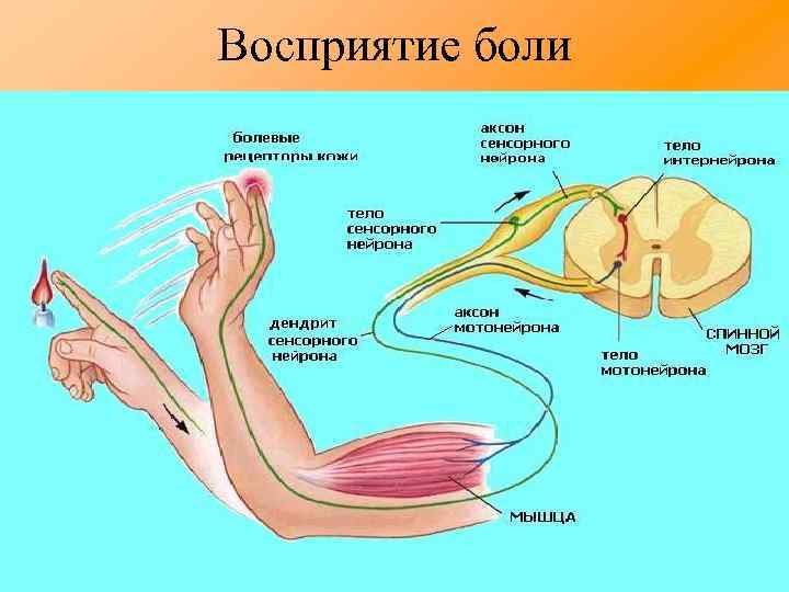 Восприятие боли 
