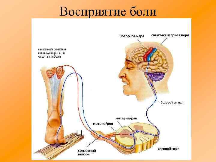 Восприятие боли 