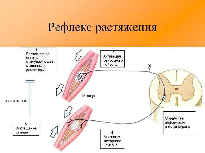 Рефлекс растяжения 