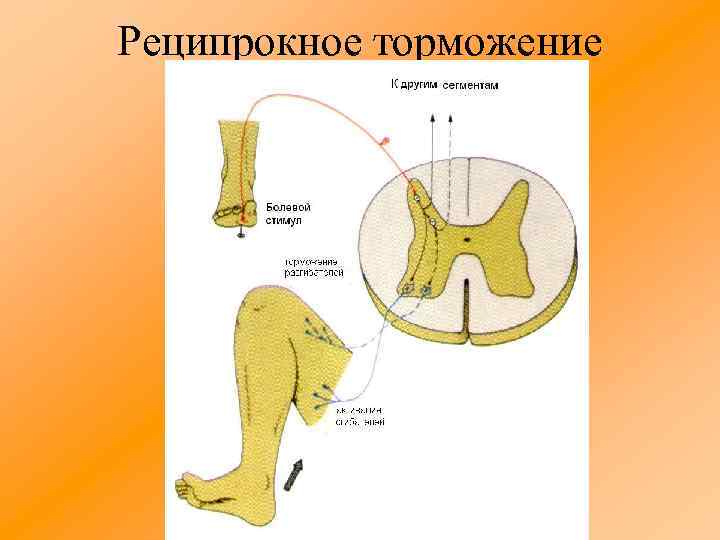 Реципрокное торможение 