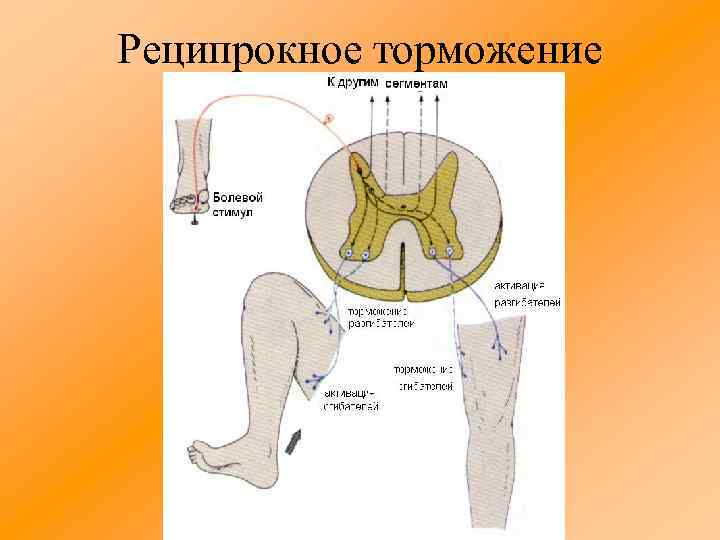 Реципрокное торможение 