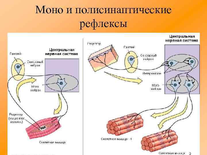 Моно и полисинаптические рефлексы 