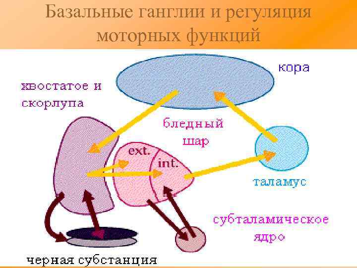 Базальные ганглии и регуляция моторных функций 