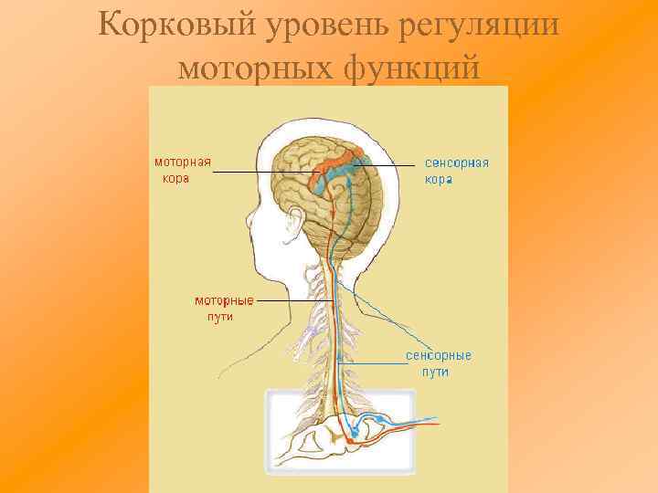 Корковый уровень регуляции моторных функций 