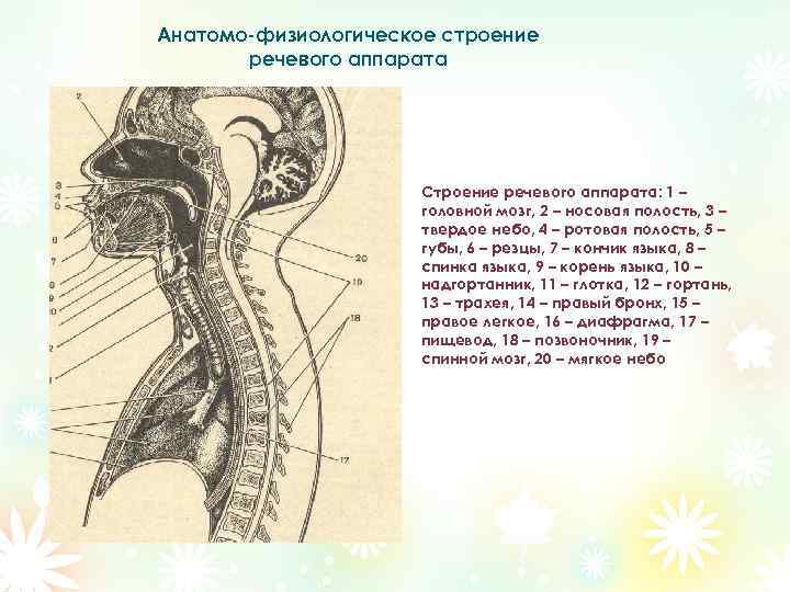 Презентация анатомо физиологические механизмы речи - 88 фото