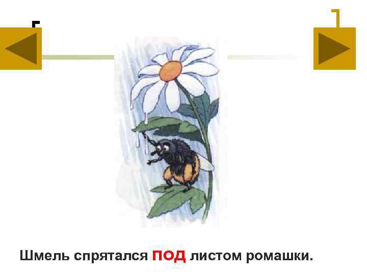 Шмель спрятался под листом ромашки. 