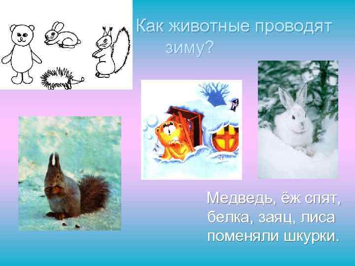 Как животные проводят зиму? Медведь, ёж спят, белка, заяц, лиса поменяли шкурки. 