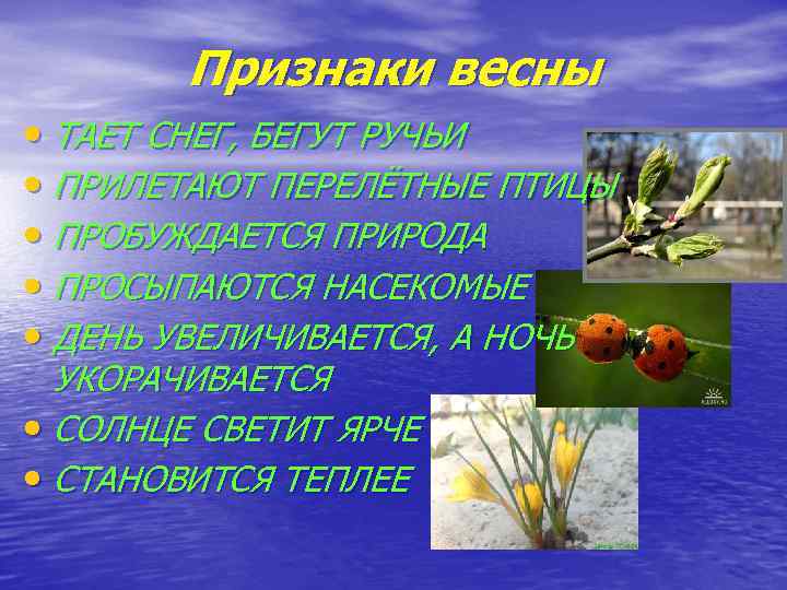 Признаки весны • ТАЕТ СНЕГ, БЕГУТ РУЧЬИ • ПРИЛЕТАЮТ ПЕРЕЛЁТНЫЕ ПТИЦЫ • ПРОБУЖДАЕТСЯ ПРИРОДА
