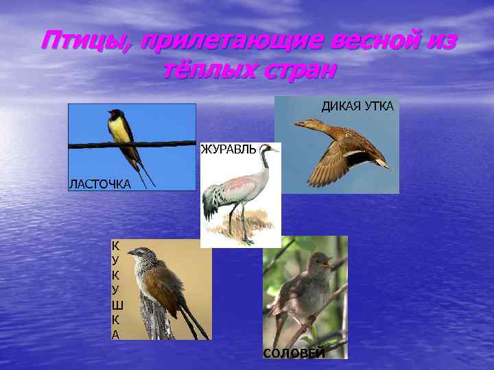 Птицы, прилетающие весной из тёплых стран ДИКАЯ УТКА ЖУРАВЛЬ ЛАСТОЧКА К У Ш К