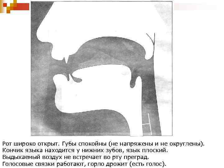 Рот широко открыт. Губы спокойны (не напряжены и не округлены). Кончик языка находится у