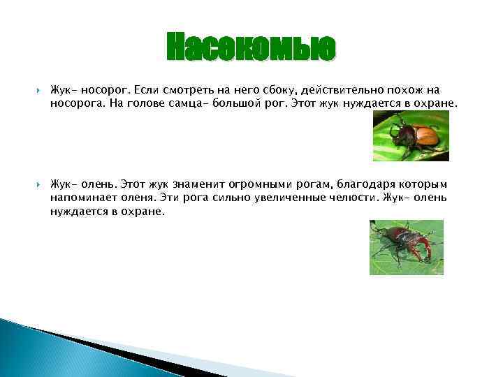 Насекомые Жук- носорог. Если смотреть на него сбоку, действительно похож на носорога. На голове