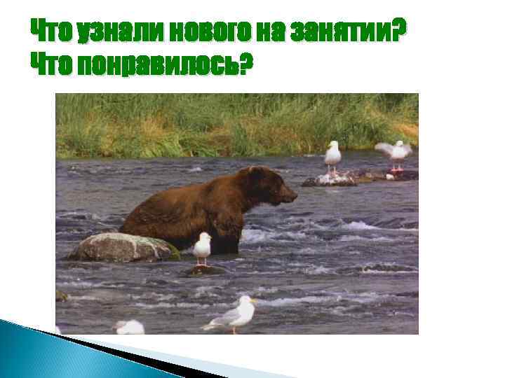 Что узнали нового на занятии? Что понравилось? 