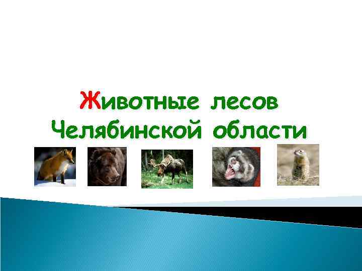 Животные лесов Челябинской области 