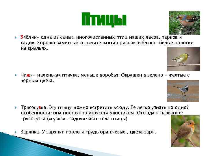 Птицы Зяблик- одна из самых многочисленных птиц наших лесов, парков и садов. Хорошо заметный