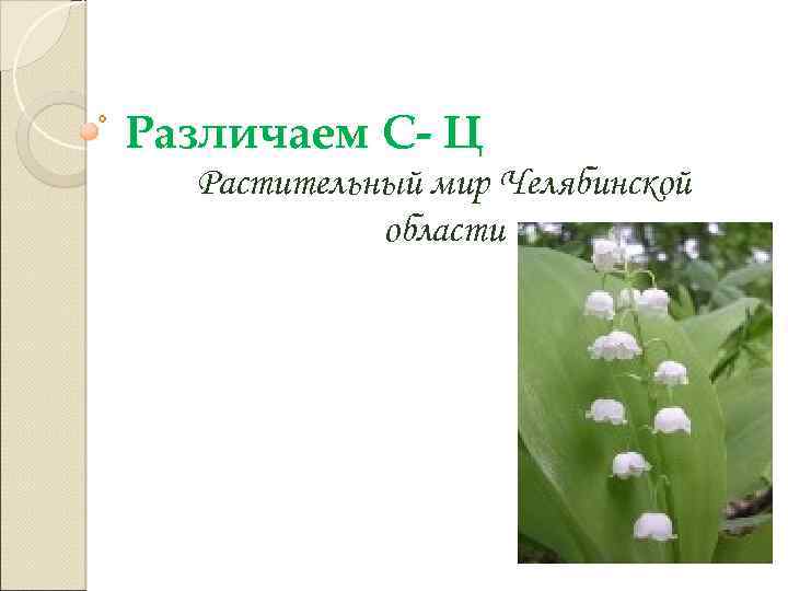 Различаем С- Ц Растительный мир Челябинской области 