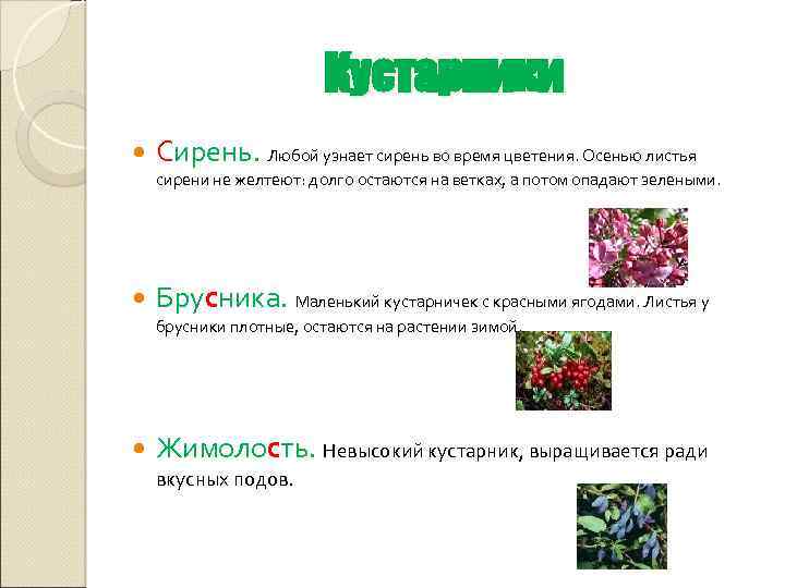 Кустарники Сирень. Любой узнает сирень во время цветения. Осенью листья сирени не желтеют: долго