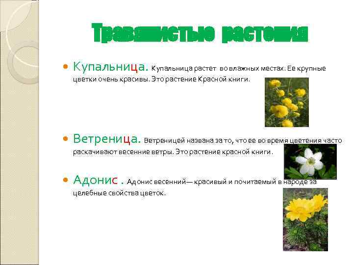 Травянистые растения Купальница растет во влажных местах. Ее крупные цветки очень красивы. Это растение