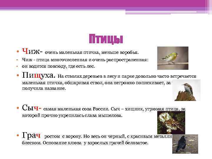 Птицы • Чиж- очень маленькая птичка, меньше воробья. • Чиж - птица многочисленная и