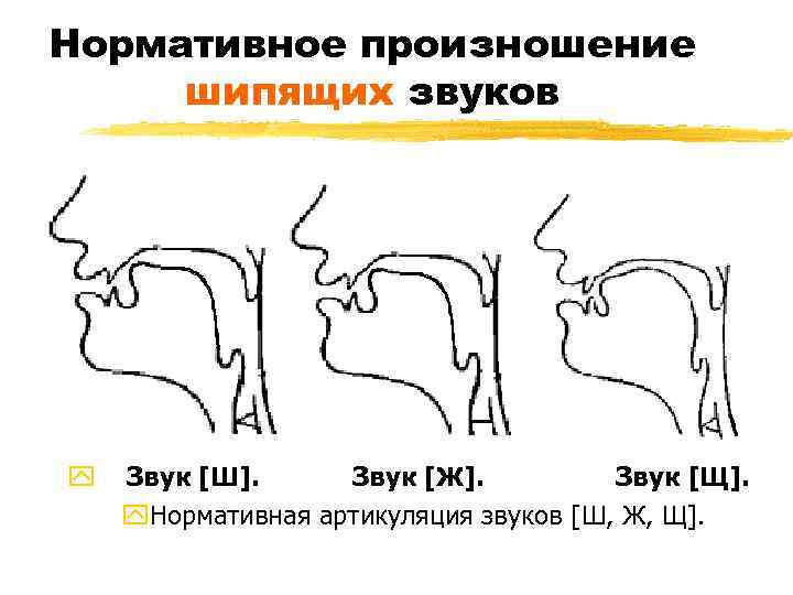 Нормативное произношение шипящих звуков y Звук [Ш]. Звук [Ж]. Звук [Щ]. y. Нормативная артикуляция