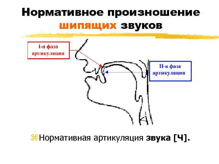 Нормативное произношение шипящих звуков z Нормативная артикуляция звука [Ч]. 