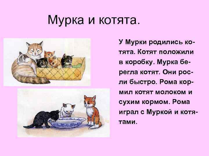 Мурка и котята. У Мурки родились котята. Котят положили в коробку. Мурка берегла котят.