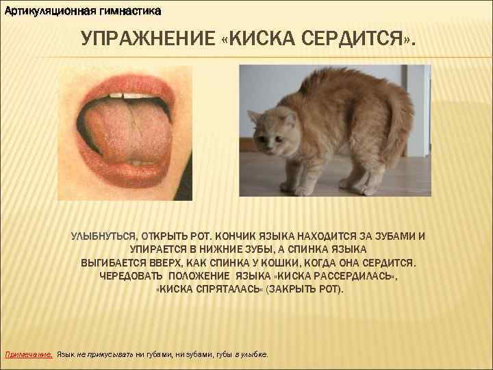 Артикуляционная гимнастика УПРАЖНЕНИЕ «КИСКА СЕРДИТСЯ» . УЛЫБНУТЬСЯ, ОТКРЫТЬ РОТ. КОНЧИК ЯЗЫКА НАХОДИТСЯ ЗА ЗУБАМИ