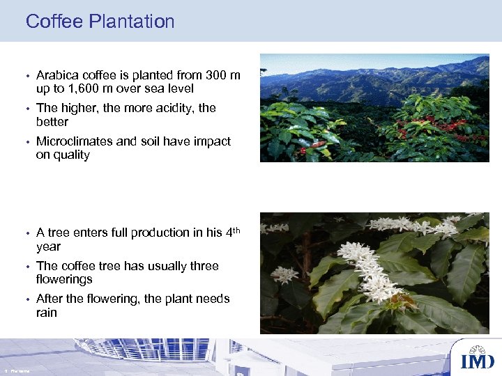 Coffee Plantation • Arabica coffee is planted from 300 m up to 1, 600