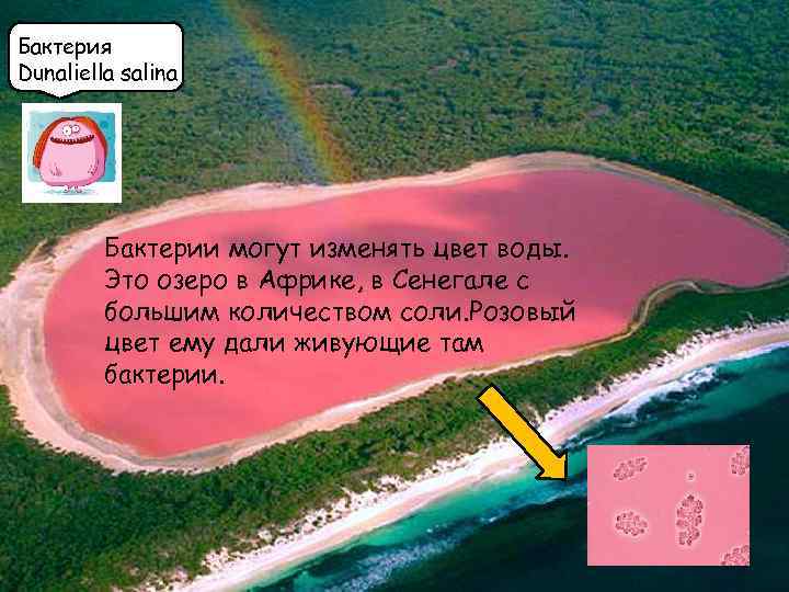 Бактерия Dunaliella salina Бактерии могут изменять цвет воды. Это озеро в Африке, в Сенегале