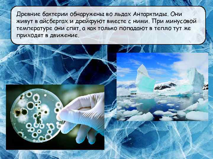 Древние бактерии обнаружены во льдах Антарктиды. Они живут в айсбергах и дрейфуют вместе с