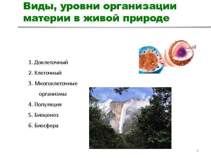 Виды, уровни организации материи в живой природе 1. Доклеточный 2. Клеточный 3. Многоклеточные организмы