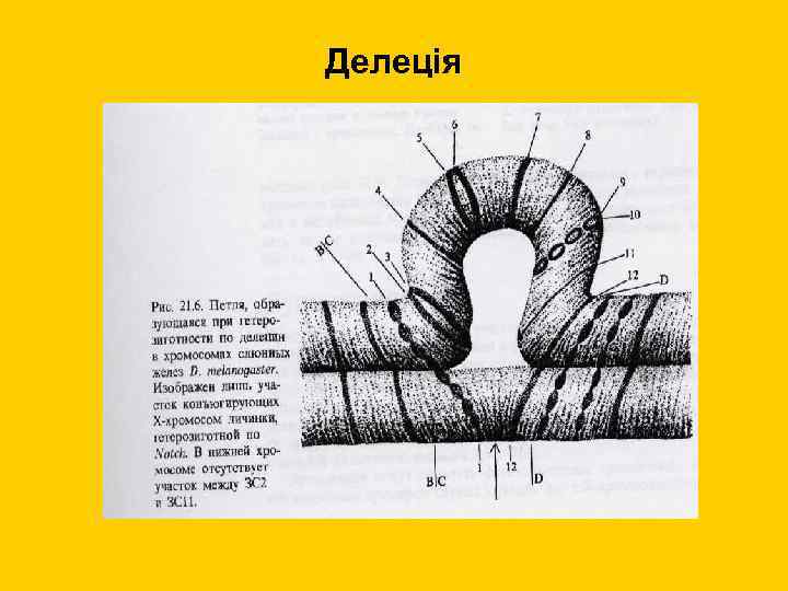 Делеція 