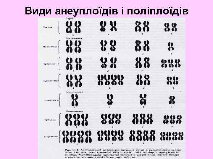 Види анеуплоїдів і поліплоїдів 