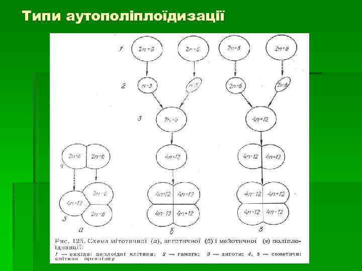 Типи аутополіплоїдизації 