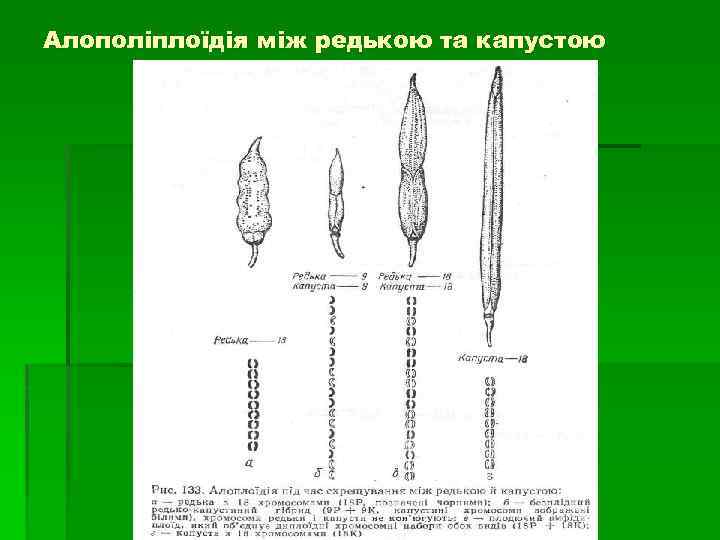 Алополіплоїдія між редькою та капустою 