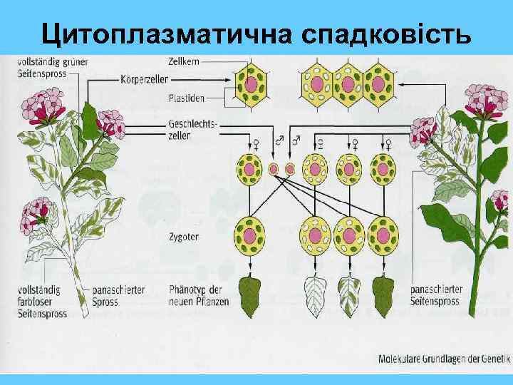 Цитоплазматична спадковість 